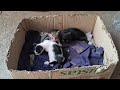 可愛いすぎる子猫 Part 14 || 芸能界ニュース