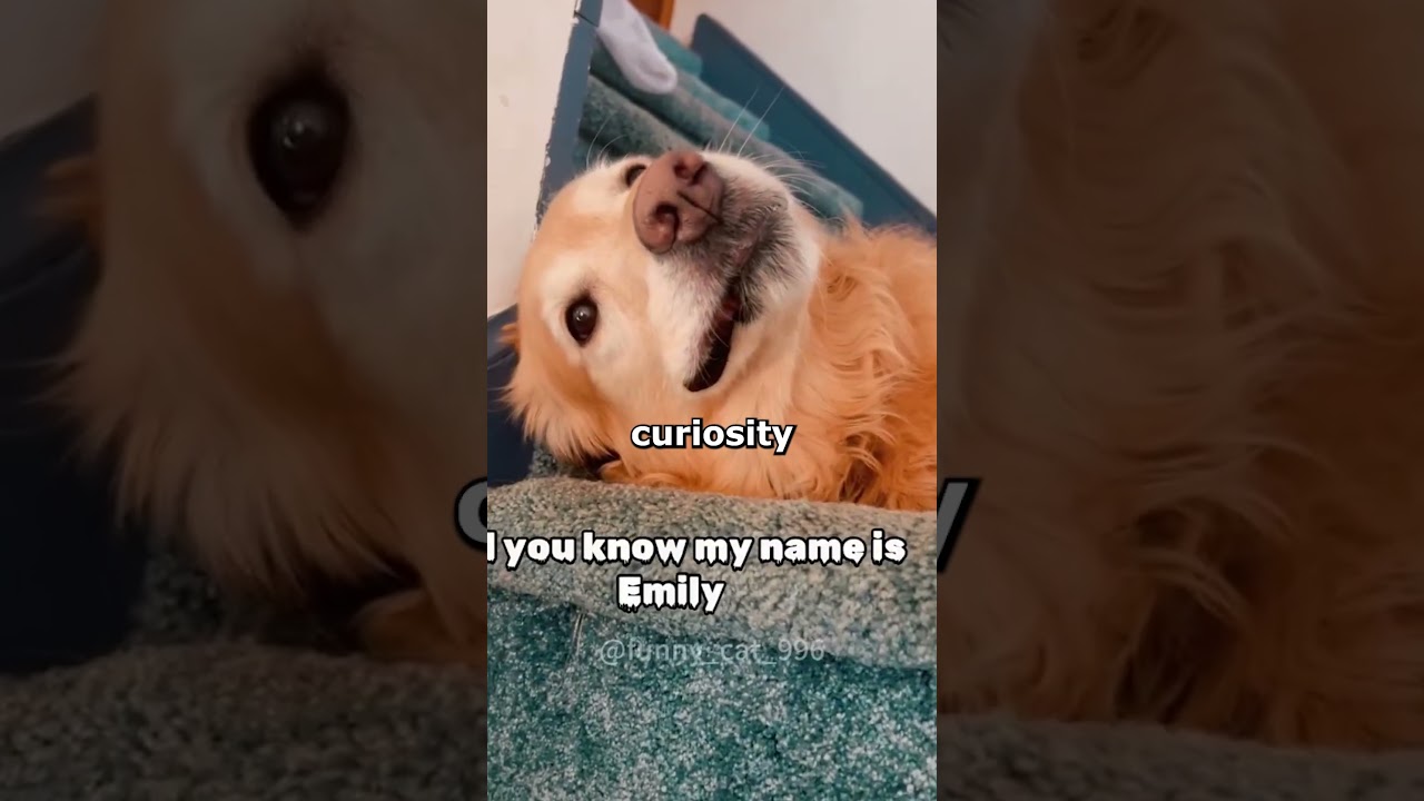 Does Your Dog Name YOU?
