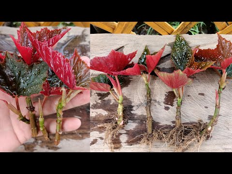 Video: Gryphon Begonia Inligting - Hoe om 'n Gryphon Begonia te laat groei