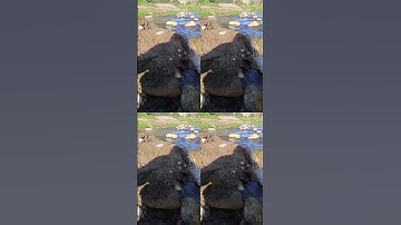 سورة الكافرون