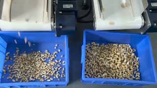 AI belt sorter for cashews (remove broken)