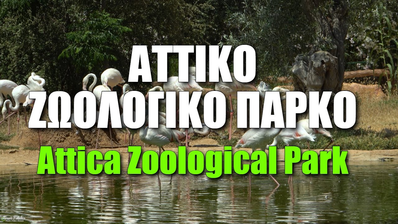 Επίσκεψη στο Αττικό Ζωολογικό Πάρκο | Attica Zoological Park