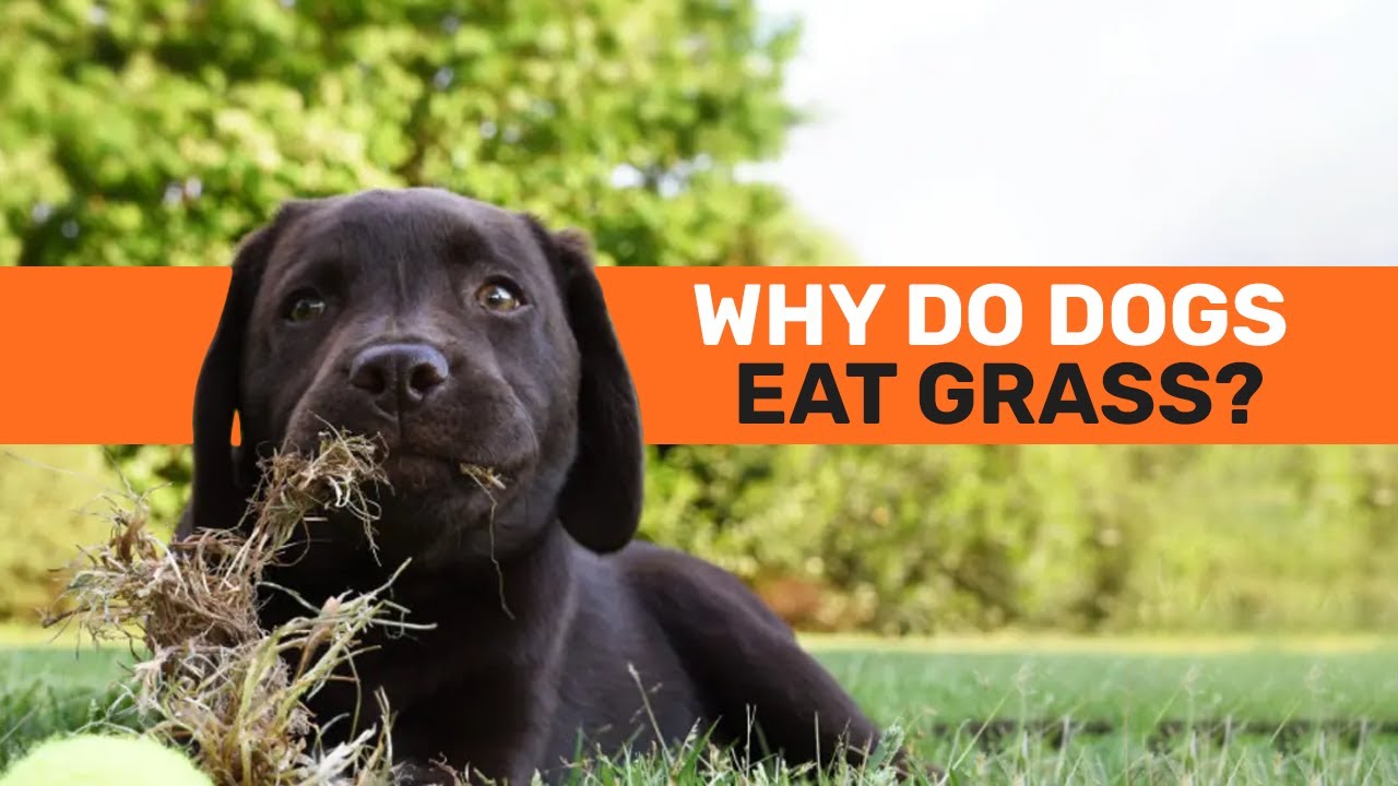 4 Reasons Why Dogs Eat Grass - YouTube