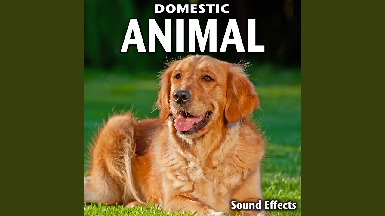 Watch Two Medium Sized Dogs Barking (Version 3) on YouTube Watch Two Medium Sized Dogs Barking (Version 3) on YouTube
