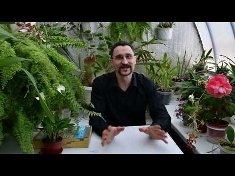 О фунгицидах. Целесообразность профилактических плановых обработок растений.