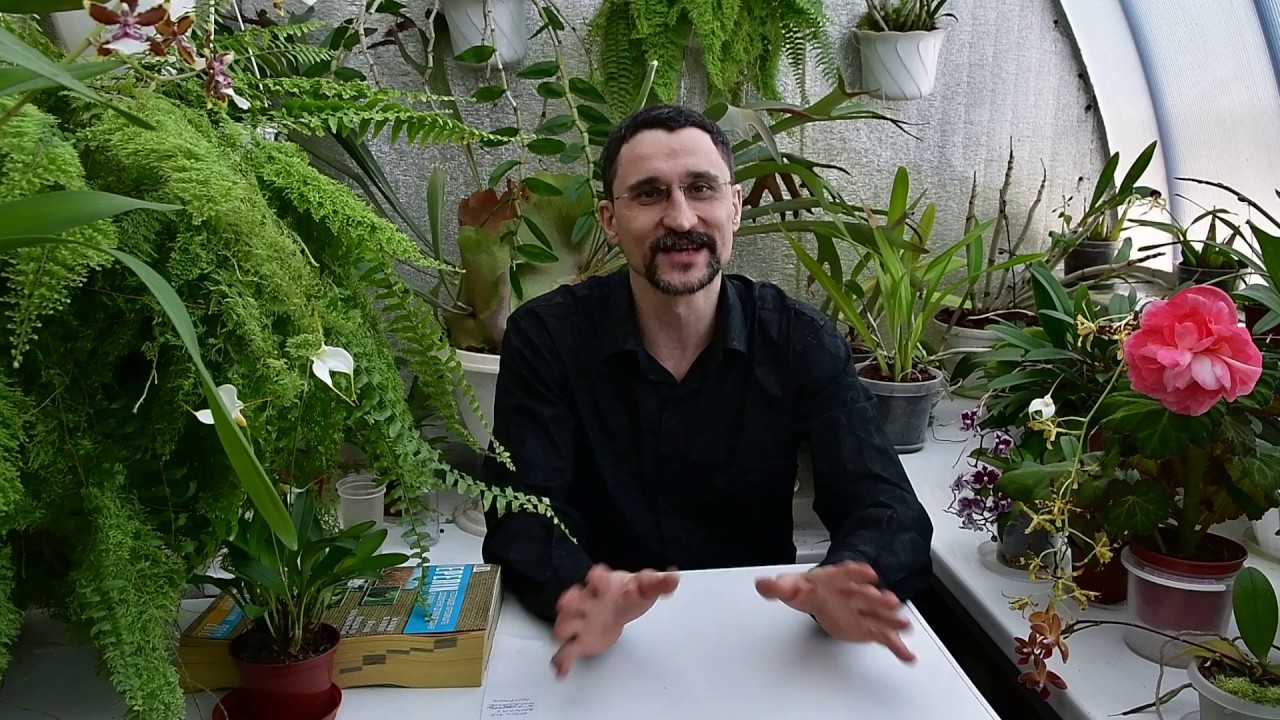 О фунгицидах. Целесообразность профилактических плановых обработок растений.