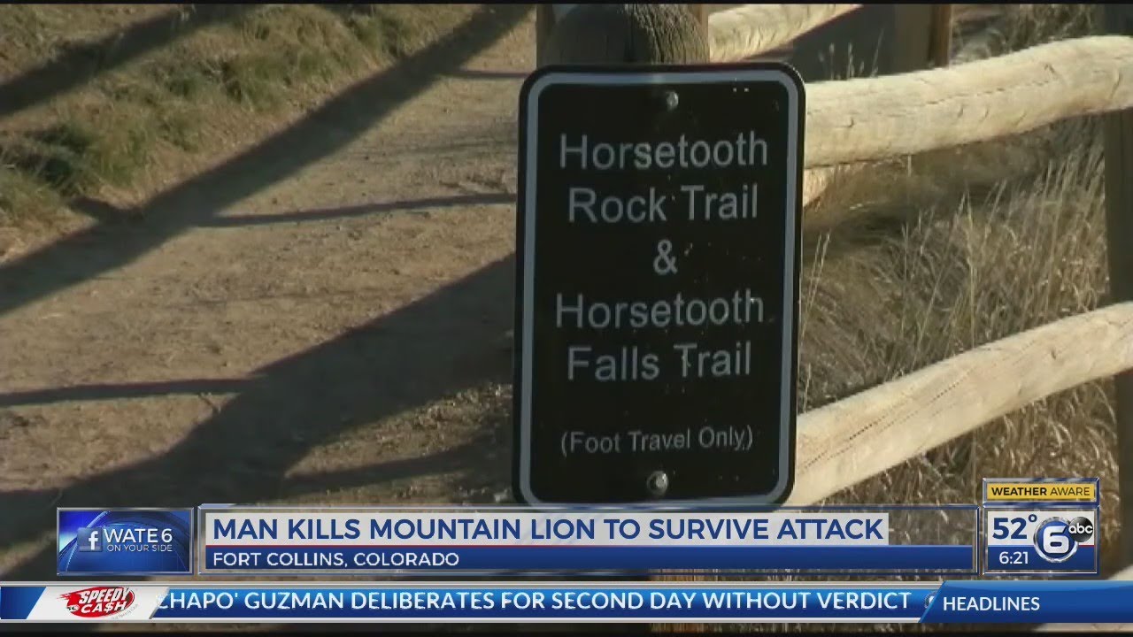 Runner survives attack by choking mountain lion to death