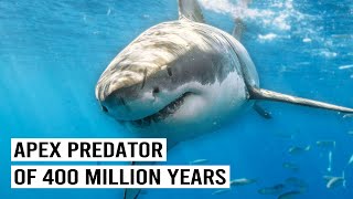 Sharks: The Ultimate Ocean Predator For 400 Million Years | Wild Waters