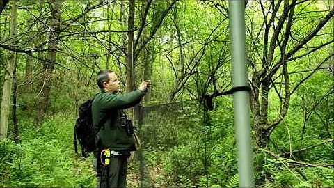 Collecting Veery from mist net