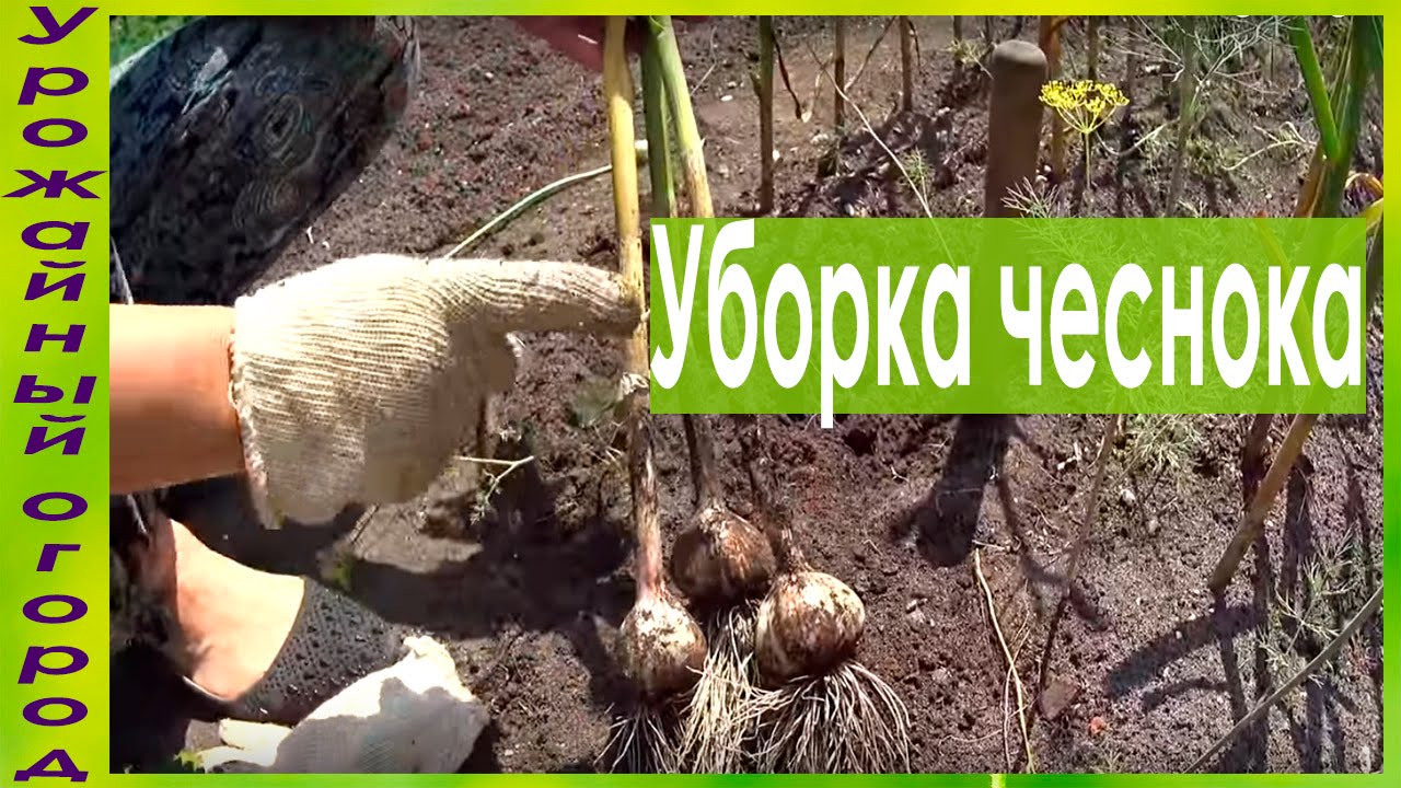 УБОРКА И ХРАНЕНИЕ ЧЕСНОКА!!!