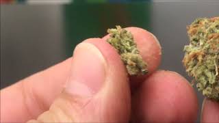 Recreational Cannabis Review of Dream Queen By Devil's Lettuce