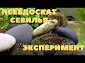 Псевдоскат севилья Эксперимент | Севильи новый нерест