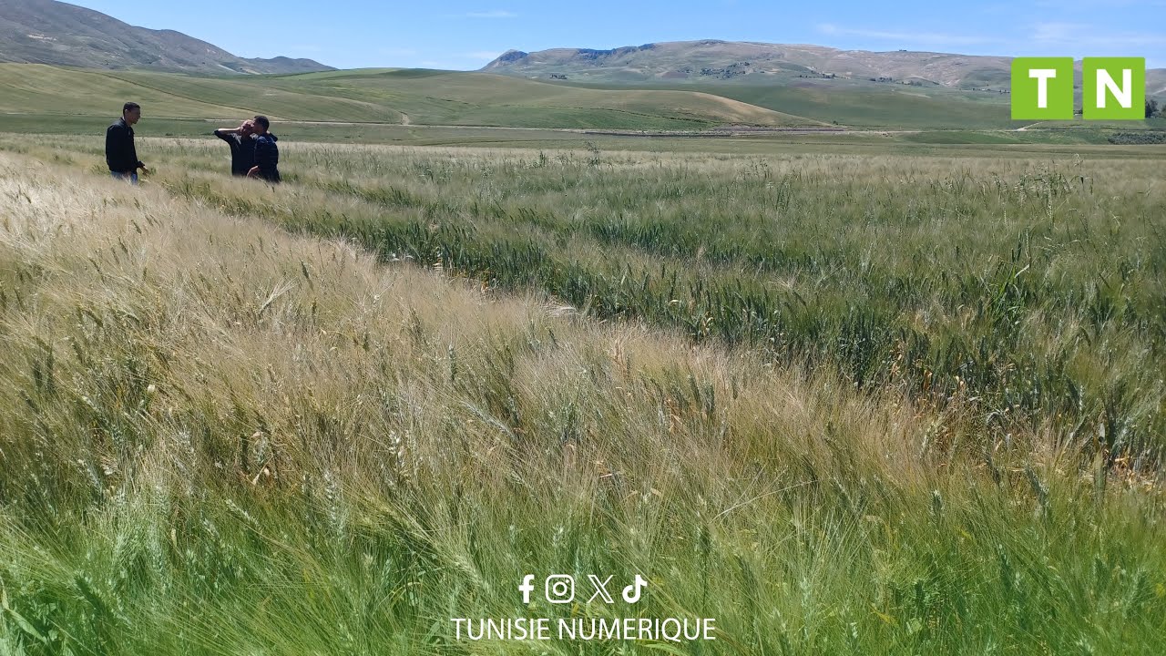 باجة: نجاح تجربة نموذجية لإكثار بذور القمح الصلب.. قد تحقق الإكتفاء الذاتي في تونس