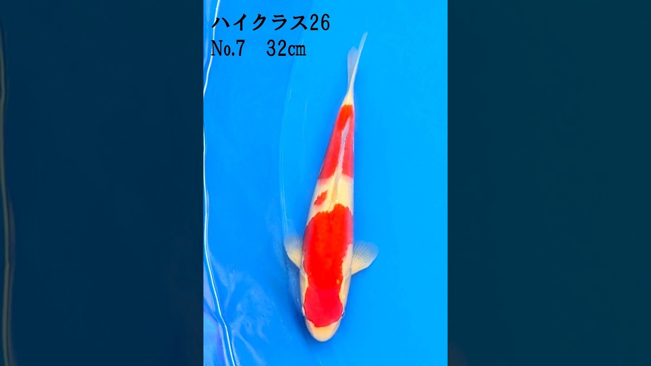 ハイクラスコンテスト26 No 7 紅白 32㎝ - YouTube