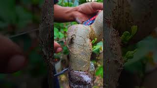 5 Minutes to Master Fruit Tree Grafting