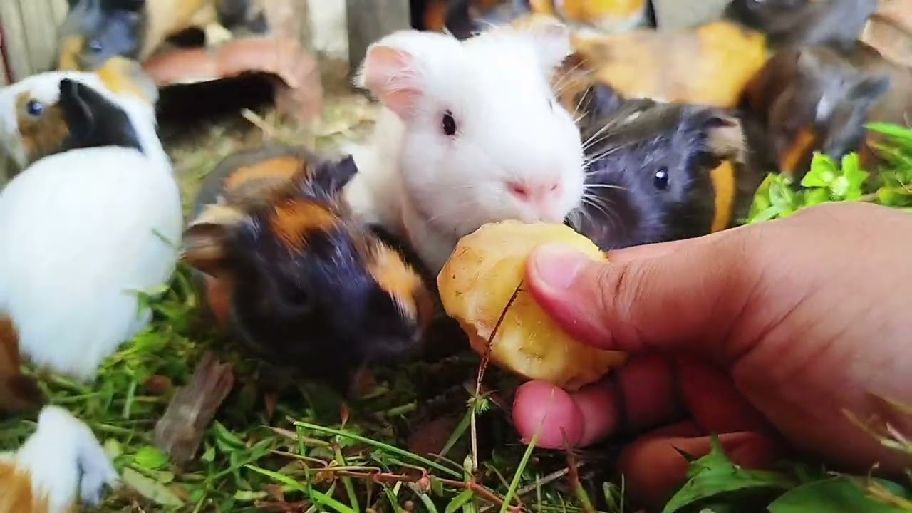 Fight to Eat One Potato 😆 | Daily Broku Guinea Pig 