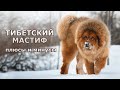 ТИБЕТСКИЙ МАСТИФ. Плюсы и минусы породы Tibetan mastiff