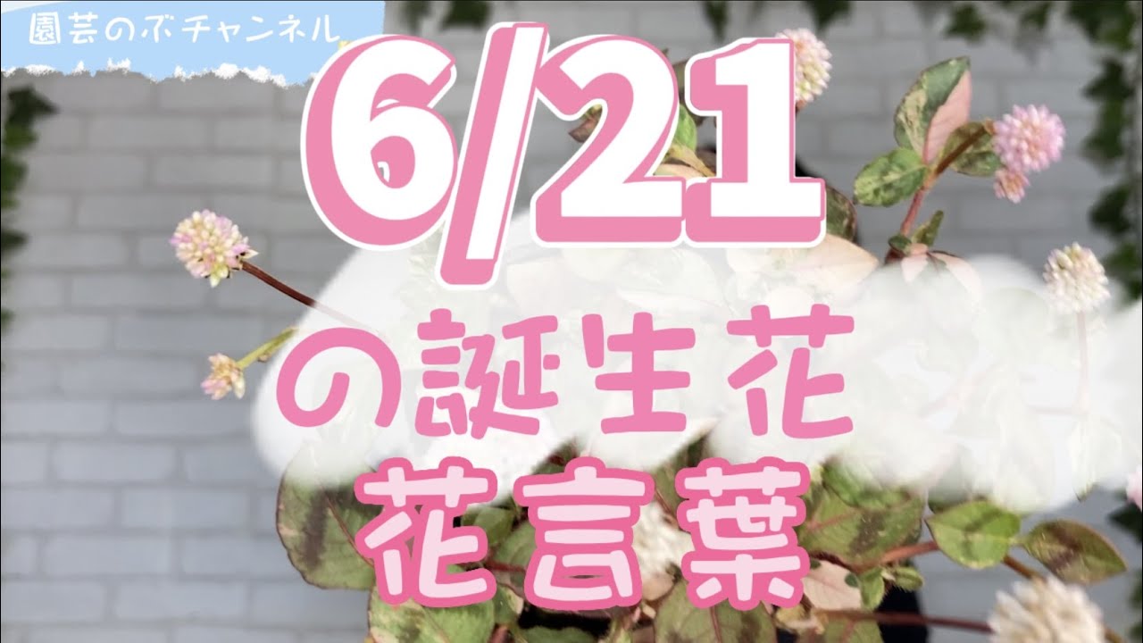 6/21の誕生花と花言葉【園芸のぶチャンネル】【6月】【21日