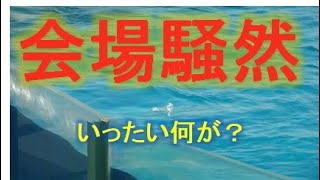 2021年4月11日（月）13：00からのシャチパフォーマンス