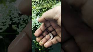 High Speed Grow Betta Fish Plaket