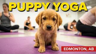 Puppy Yoga in Edmonton, Alberta