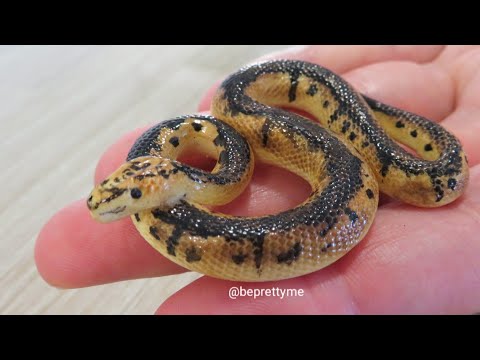 Clown Ball Python Pendant. Painting Processs. Handsculpted Snake. Polymer Clay.