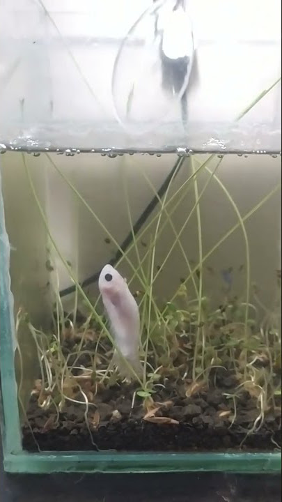 IKAN CUPANG MATI #shorts  #ikanhias #cupang #bettafish #mati