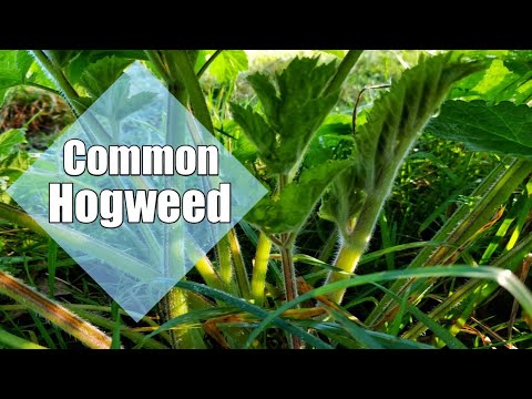 Video: Je vepřovice jedlá: Zjistěte, jak používat rostliny vepřovice v zahradě