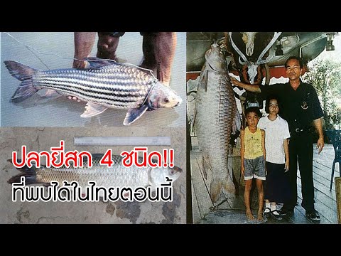 ปลายี่สก 4 ชนิด ที่พบได้ในประเทศไทยตอนนี้