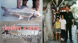 ปลายี่สก 4 ชนิด ที่พบได้ในประเทศไทยตอนนี้