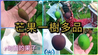 【芒果一樹多品系列018】猜猜看今年能成功掛果幾品？ 2023年4月29日