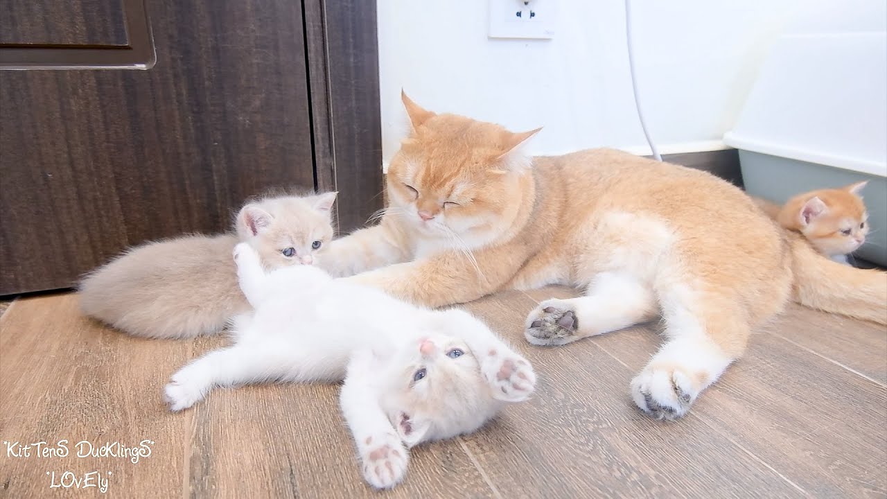 Let's see how dad cat helps mom cat take care of kittens 😄 - YouTube