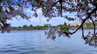 MINDFULNESS MEDITATION| WASHINGTON DC TIDAL BASIN AND MEMORIALS VIEWS | RELAXATION| ASMR screenshot 1