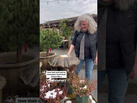 Video: Soiuri de Heather de iarnă – Cum să crești Heather care înflorește iarna
