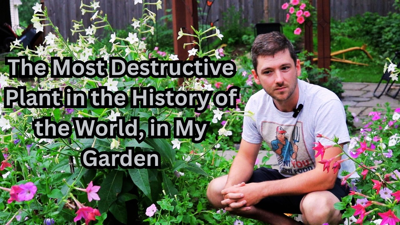 Growing Flowering Tobacco in my Garden for Amazing Flowers, Aroma, and Contrast. You should too.