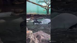 Malayan Tapir Calf Zoomies