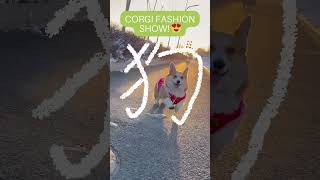 Corgi's Fashion Show!  | Cute & Hilarious Expressions #shorts