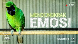 🔴MENDONGKRAK EMOSI‼️VIDEO MASTERAN CUCAK IJO UNTUK MENAIKAN EMOSI
