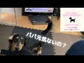 【ミニチュアダックスフンド】むむ。朝でも夜でいつも元気ですよー🤗パパはー？！#ミニチュアダックス #kawaii #犬