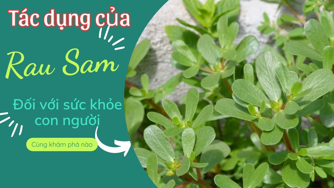 Rau Sam Chữa Bệnh Gì? Lợi Ích Của Cây Rau Sam - YouTube