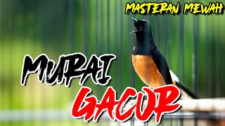 MURAI BATU GACOR ‼️TEMBAKAN MEWAH SUPER PEDES MEMANCING MURAI BATU LAIN TAK MAU DIAM