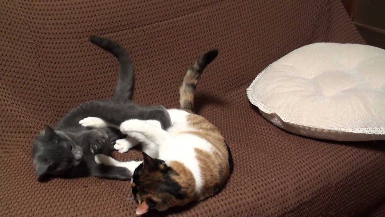 猫キック猫パンチ - YouTube