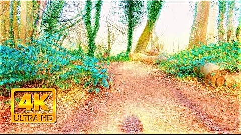 Low Dose Magic/psilocybin mushroom trip (visual simulation 4K)