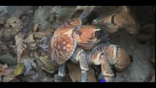 Wow Giant Coconut Crab The Largest Land Crab In The World