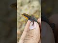 Gonatodes albogularis 🦎, un gecko diurno muy común en Venezuela. Acá te dejo información sobre él.