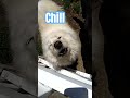 chill #sillyanimals
