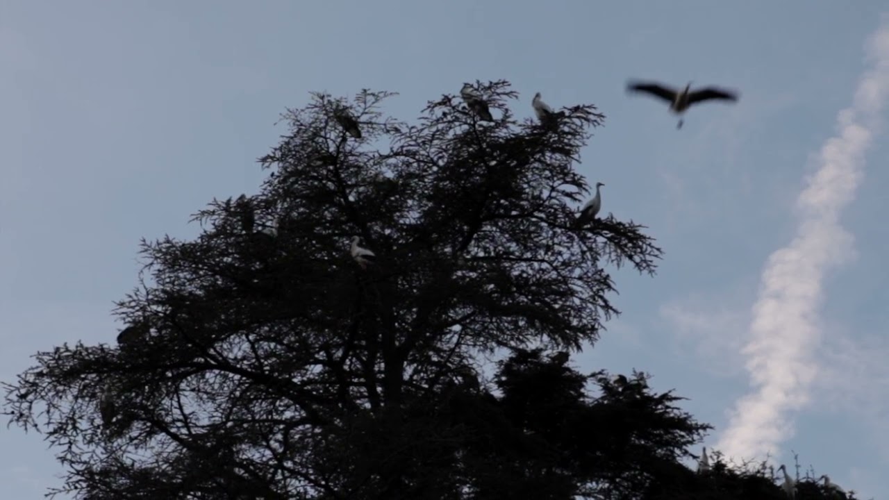 Watch AËR – And it came to pass - not to stay on YouTube Watch AËR – And it came to pass - not to stay on YouTube