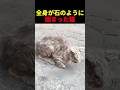 全身が石のように固まった猫 #動物 #ペット #かわいい #癒し #animals #猫