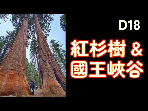 ﹝美西自駕25天-D18 加州﹞紅杉樹&國王峽谷國家公園