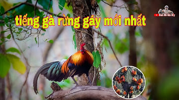 Tiếng gà rừng gáy mới nhất 2026 không tạp âm @dammesanbay